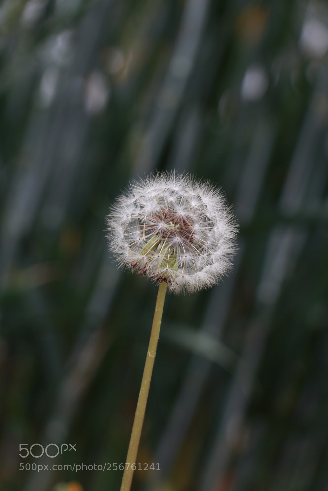 Canon EOS 700D (EOS Rebel T5i / EOS Kiss X7i) sample photo. Untitled photography