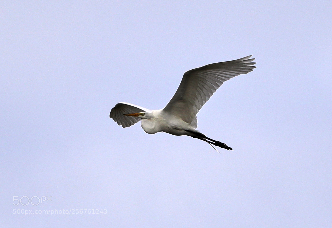 Canon EOS-1D X Mark II sample photo. 05-06-18-0016355.jpg photography
