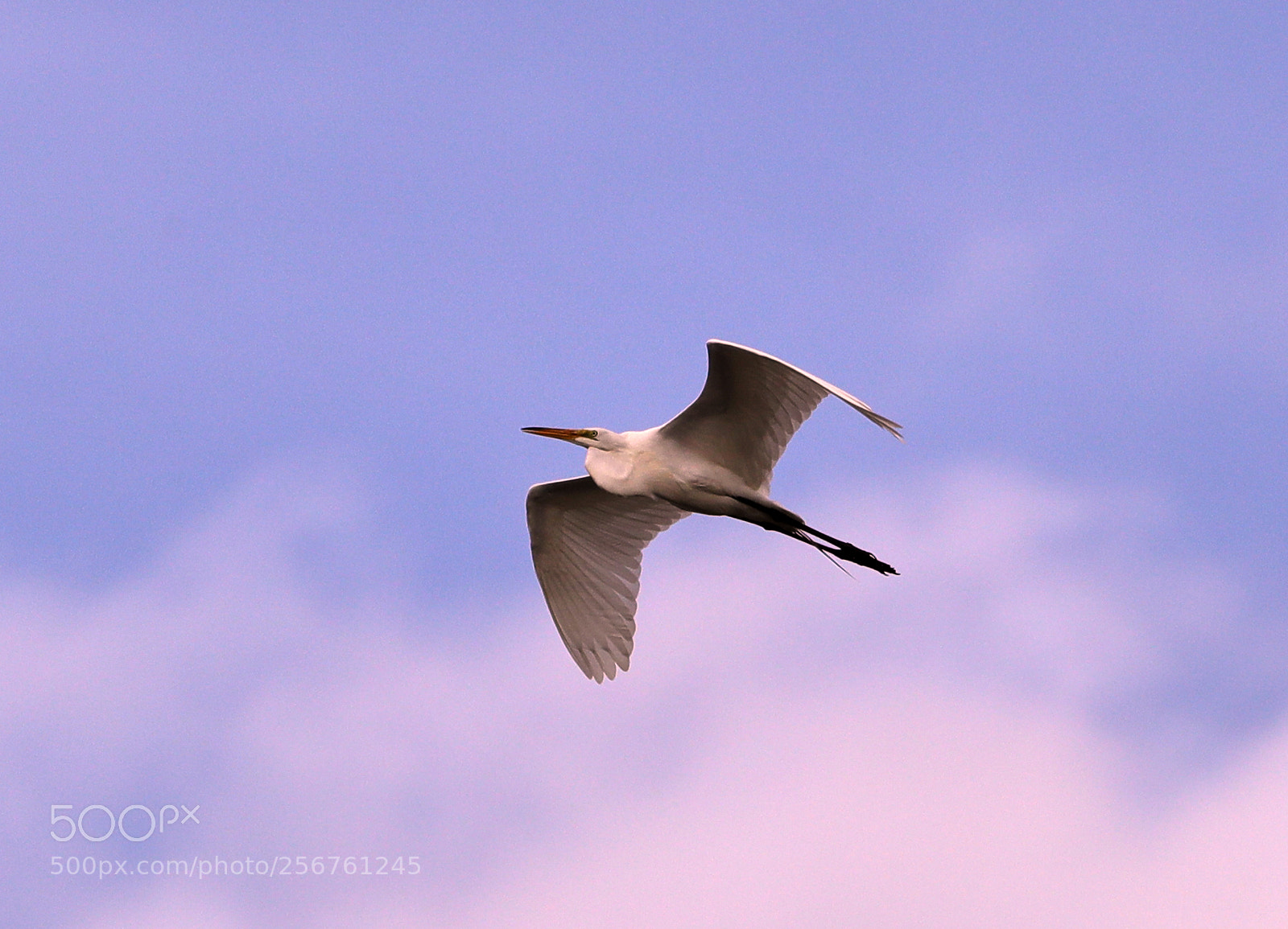 Canon EOS-1D X Mark II sample photo. 05-06-18-0016354.jpg photography