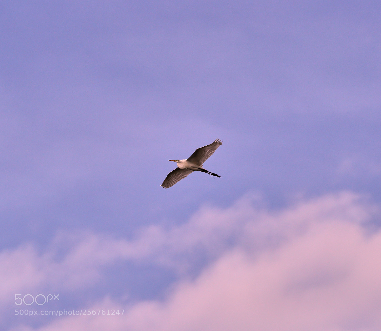 Canon EOS-1D X Mark II sample photo. 05-06-18-0016353.jpg photography