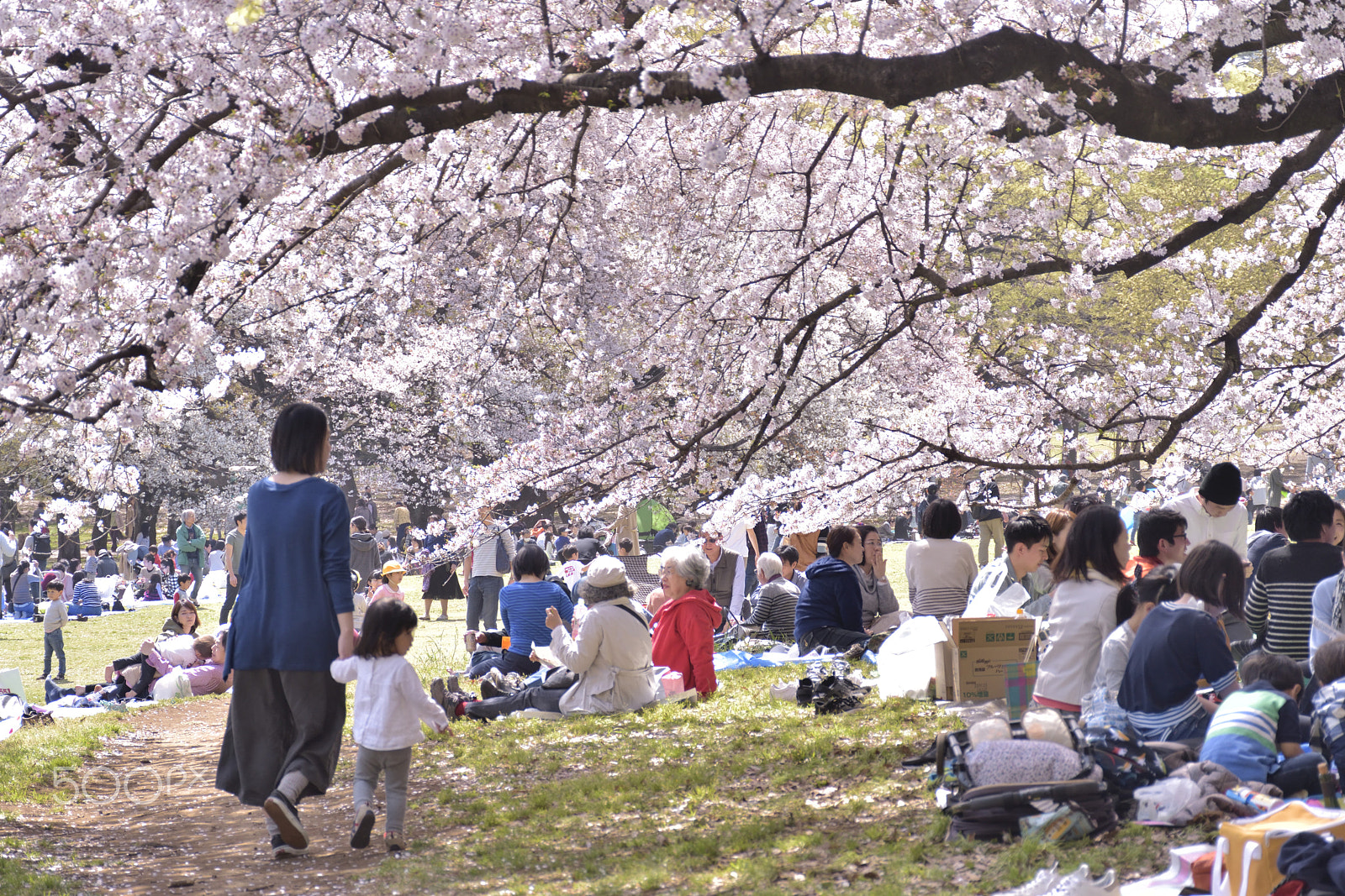 Nikon D5500 sample photo. Fan time photography