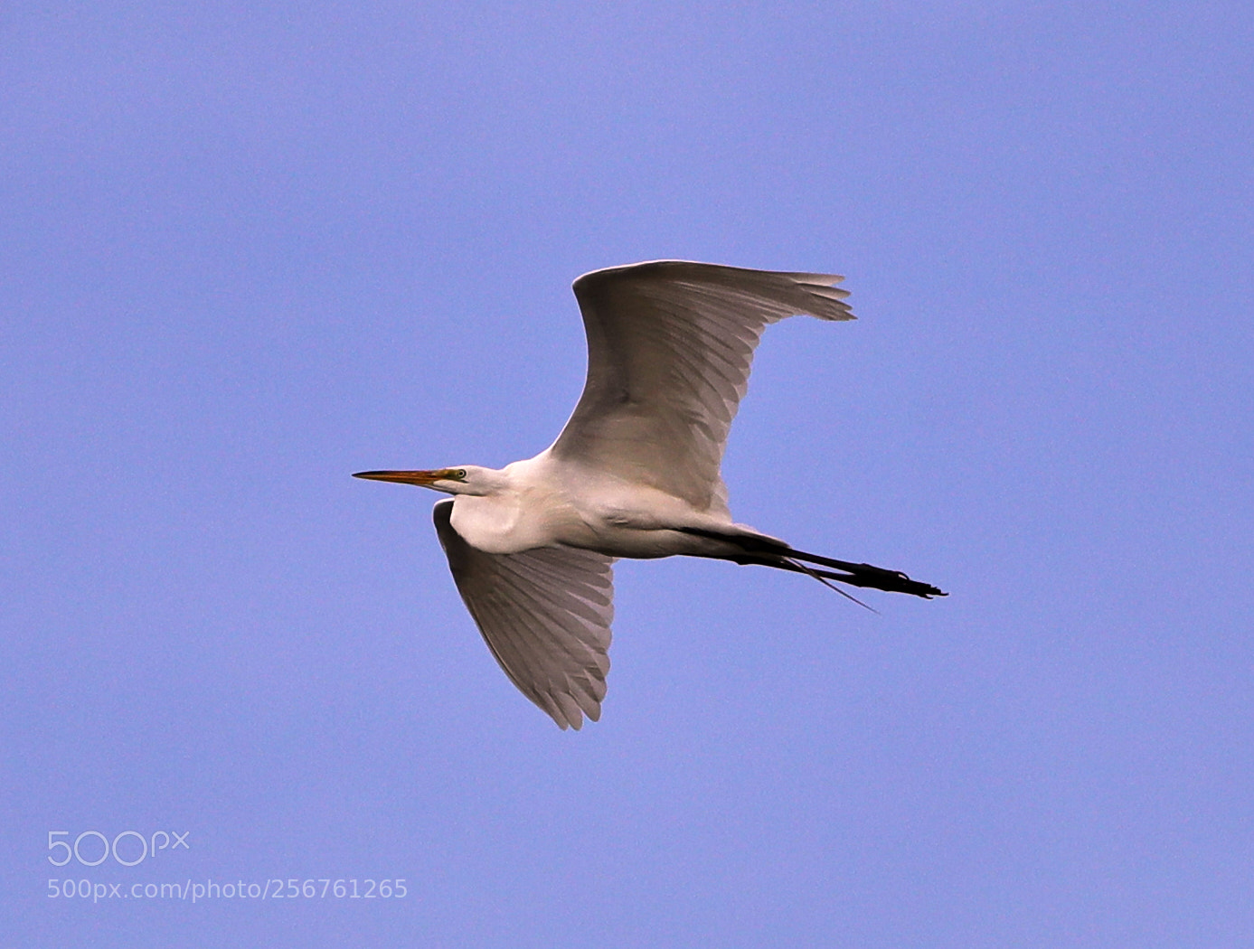 Canon EOS-1D X Mark II sample photo. 05-06-18-0016352.jpg photography