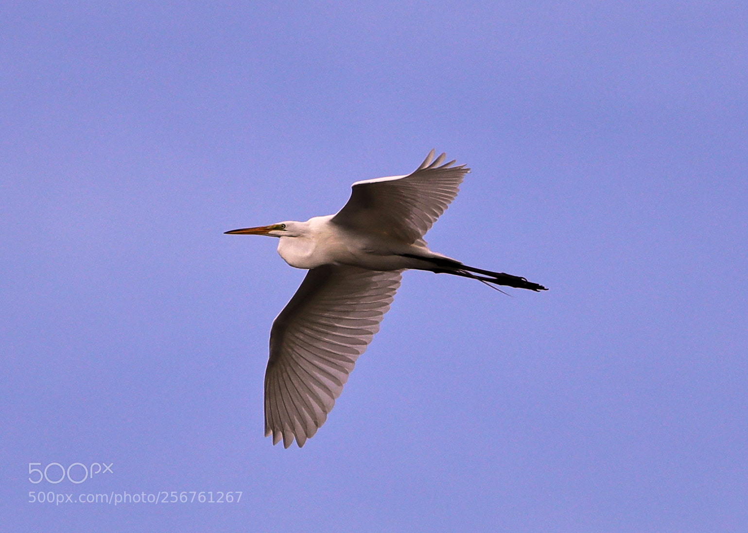Canon EOS-1D X Mark II sample photo. 05-06-18-0016351.jpg photography
