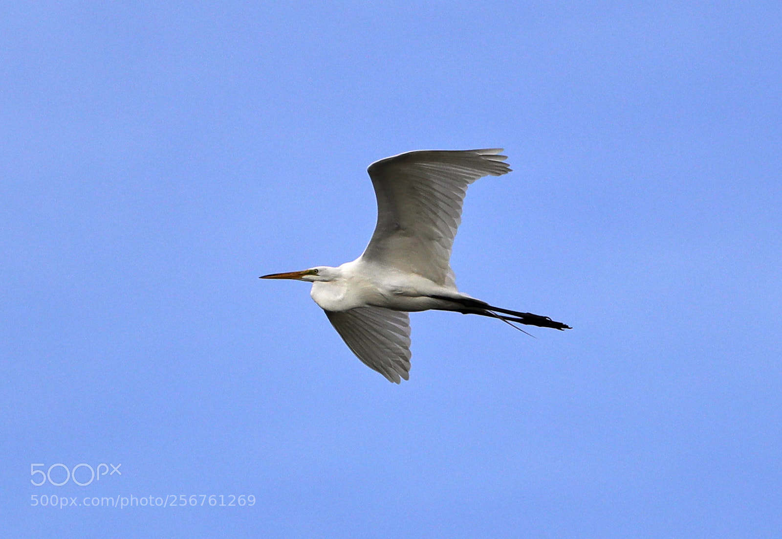 Canon EOS-1D X Mark II sample photo. 05-06-18-0016350.jpg photography