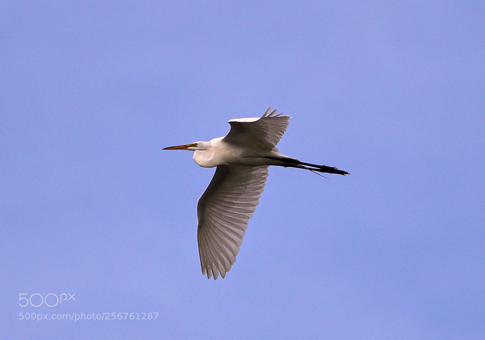 Canon EOS-1D X Mark II sample photo. 05-06-18-0016349.jpg photography