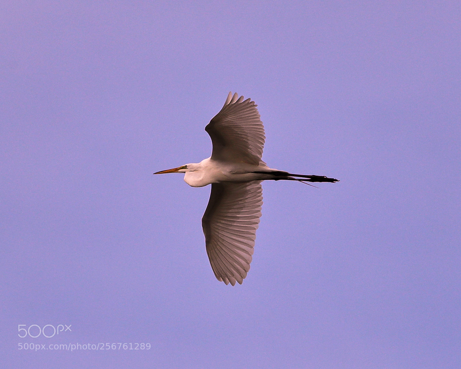 Canon EOS-1D X Mark II sample photo. 05-06-18-0016348.jpg photography