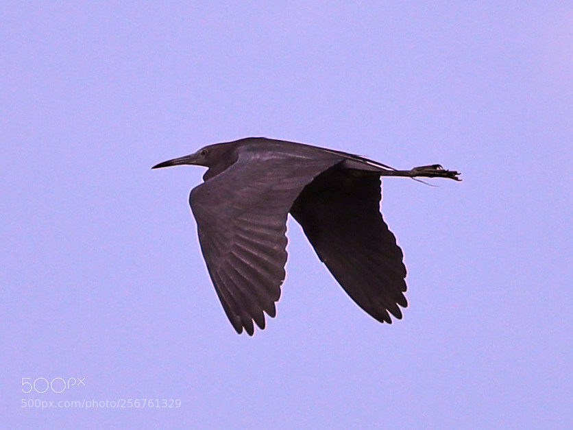 Canon EOS-1D X Mark II sample photo. 05-06-18-0016346.jpg photography