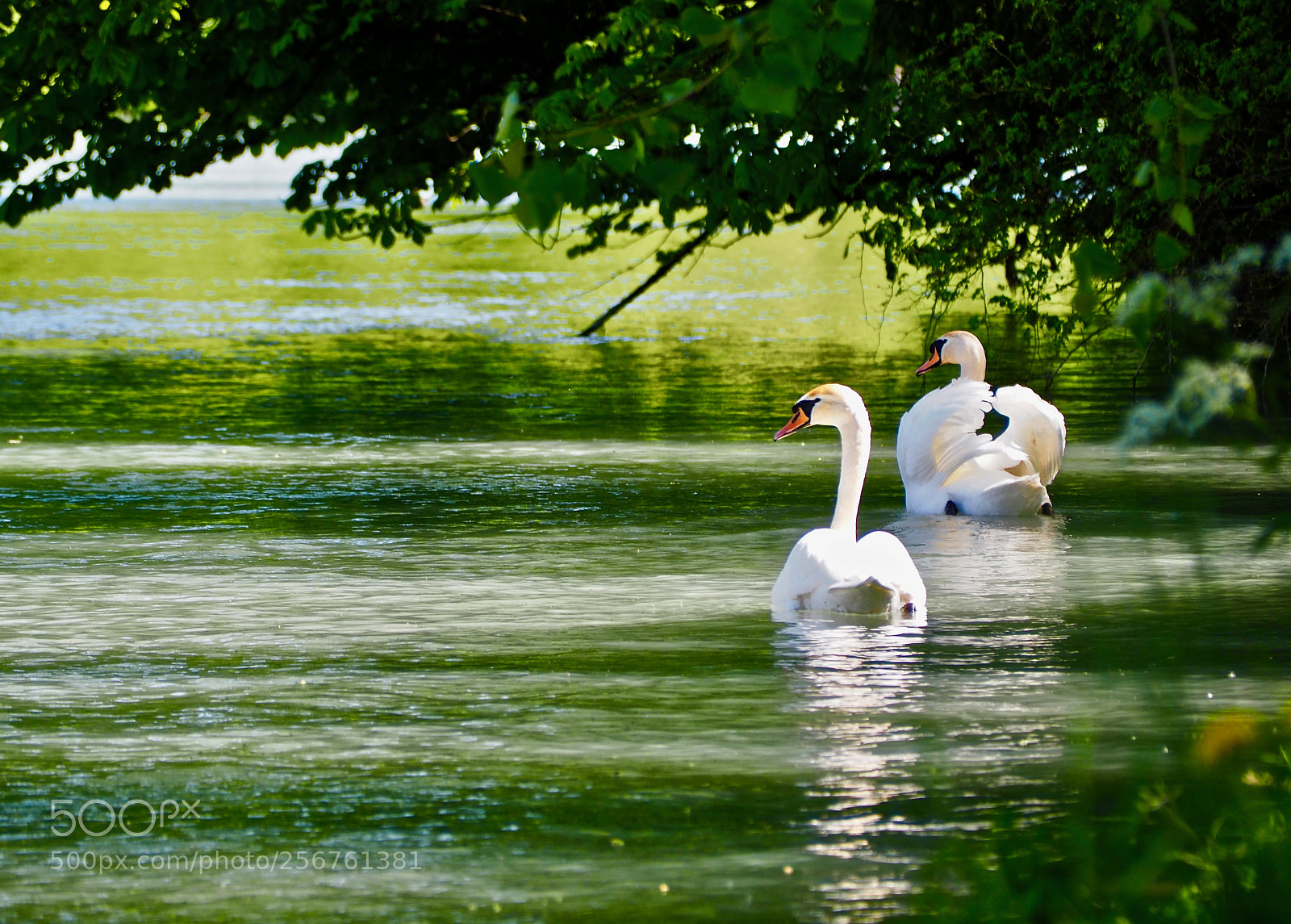 Olympus OM-D E-M5 II sample photo. Swan river bavaria photography