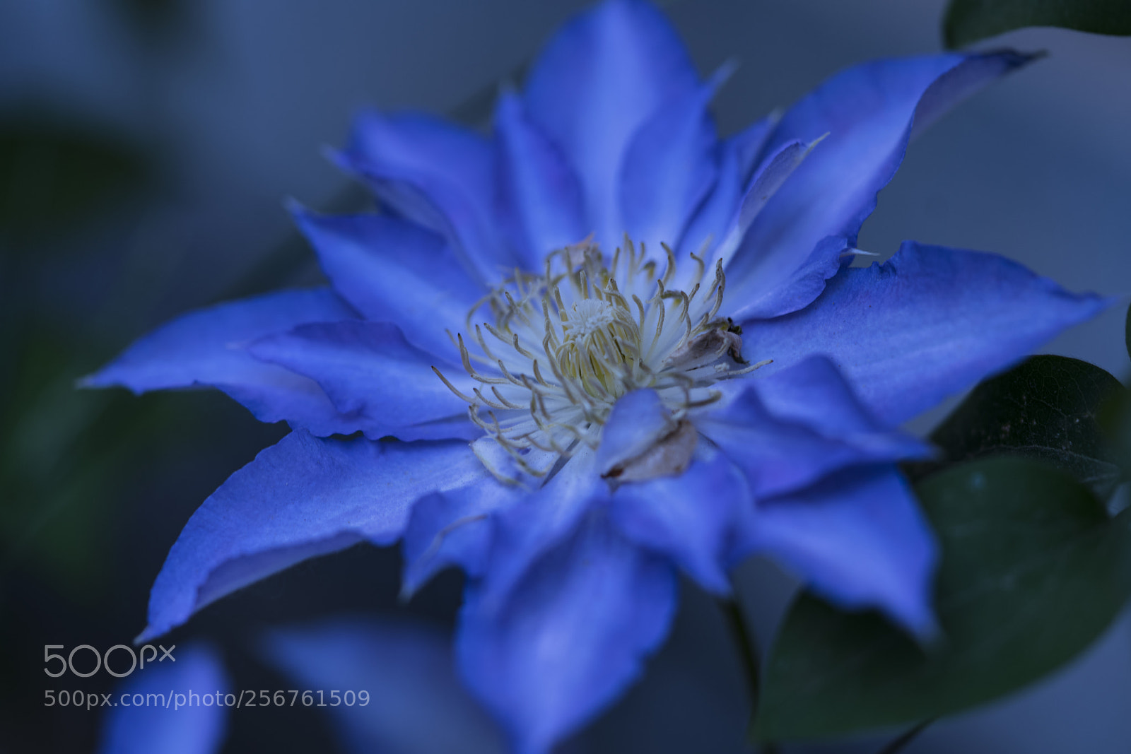 Sony a7R II sample photo. Blue photography