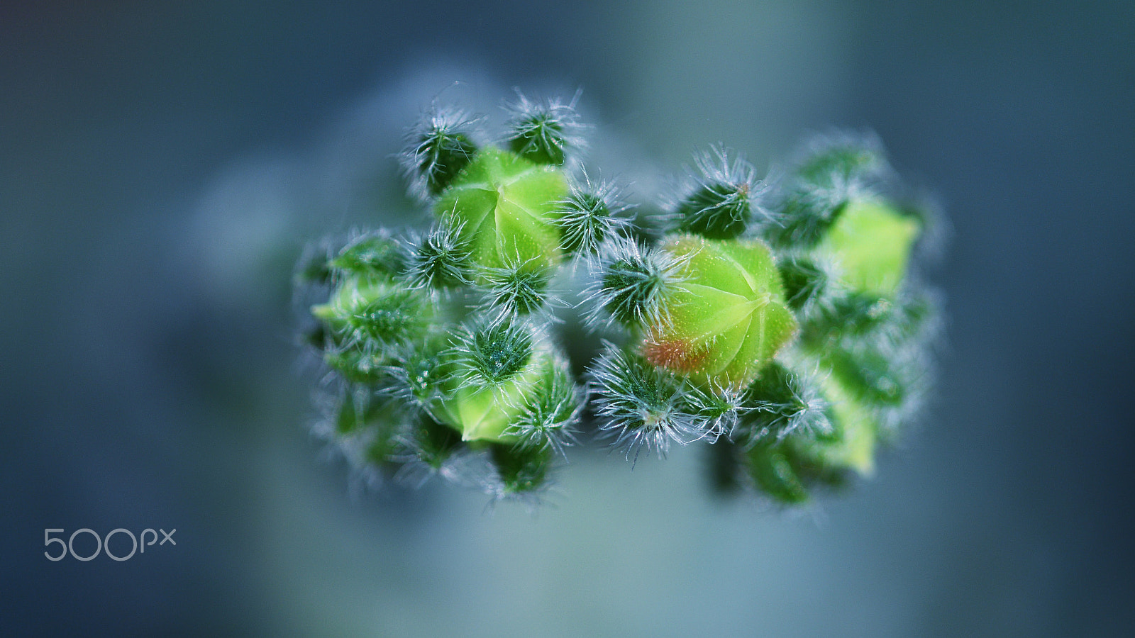 Nikon D500 + Nikon AF Micro-Nikkor 200mm F4D ED-IF sample photo. Cactus monster photography