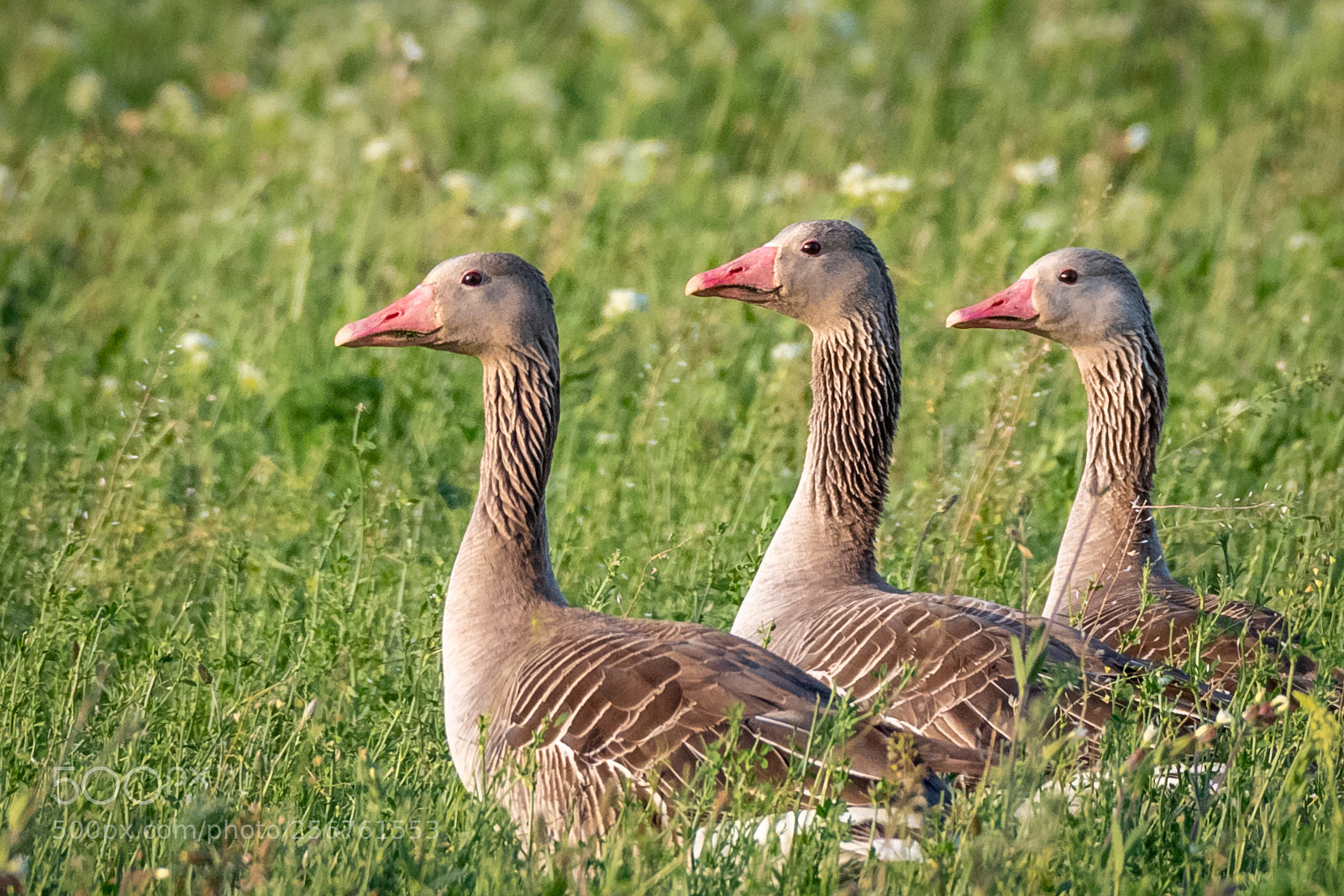 Nikon D850 sample photo. Trio photography