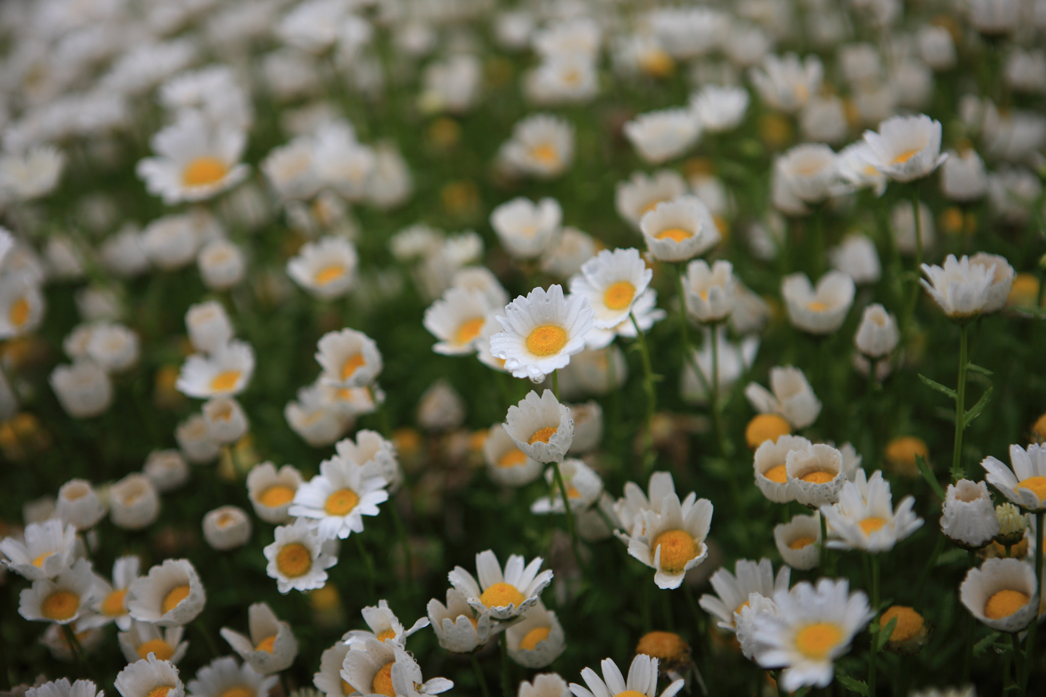 Canon EOS-1Ds Mark III + Canon EF 24-70mm F2.8L USM sample photo. Flowers photography