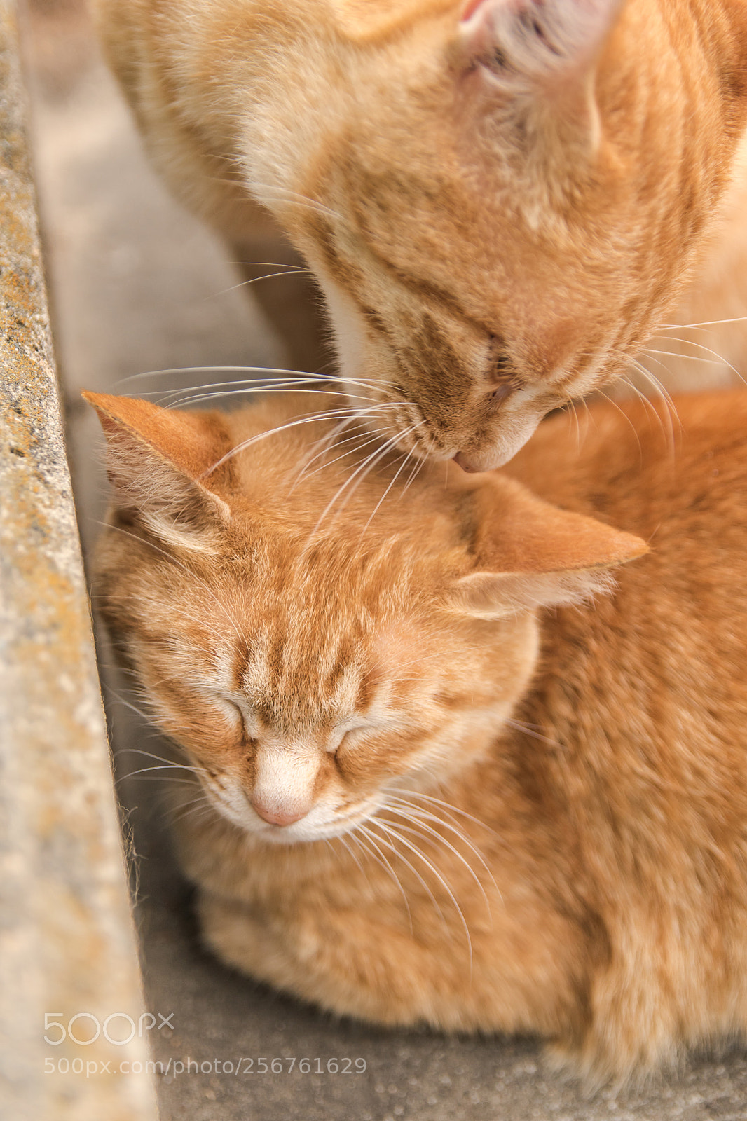 Nikon D5600 sample photo. C photography