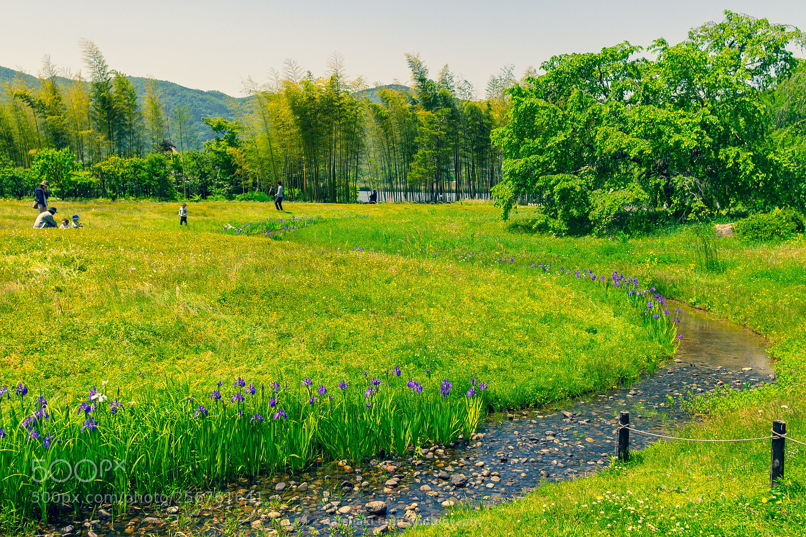 Olympus OM-D E-M1 sample photo. Spring quietly photography