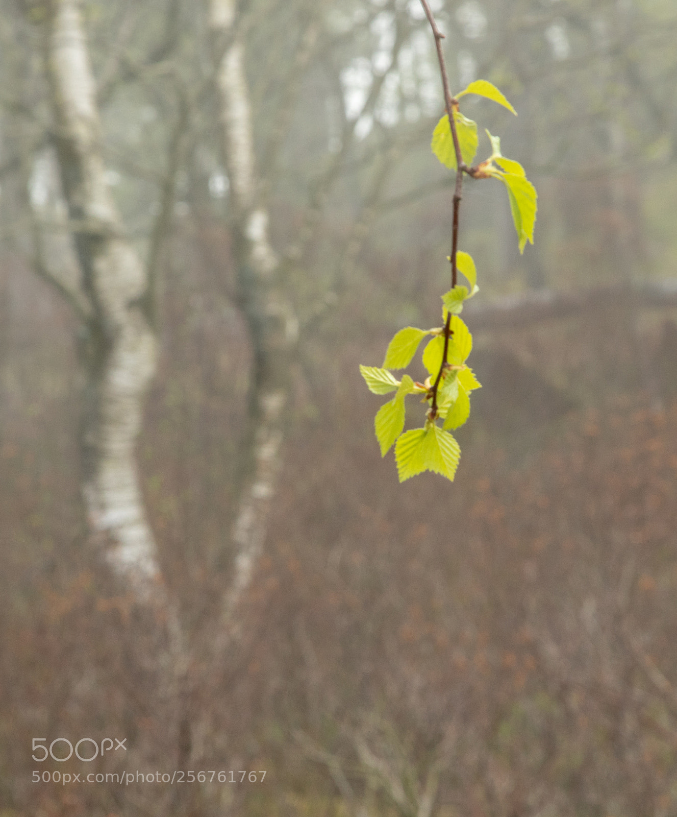 Canon EOS 5D Mark IV sample photo. New growth photography