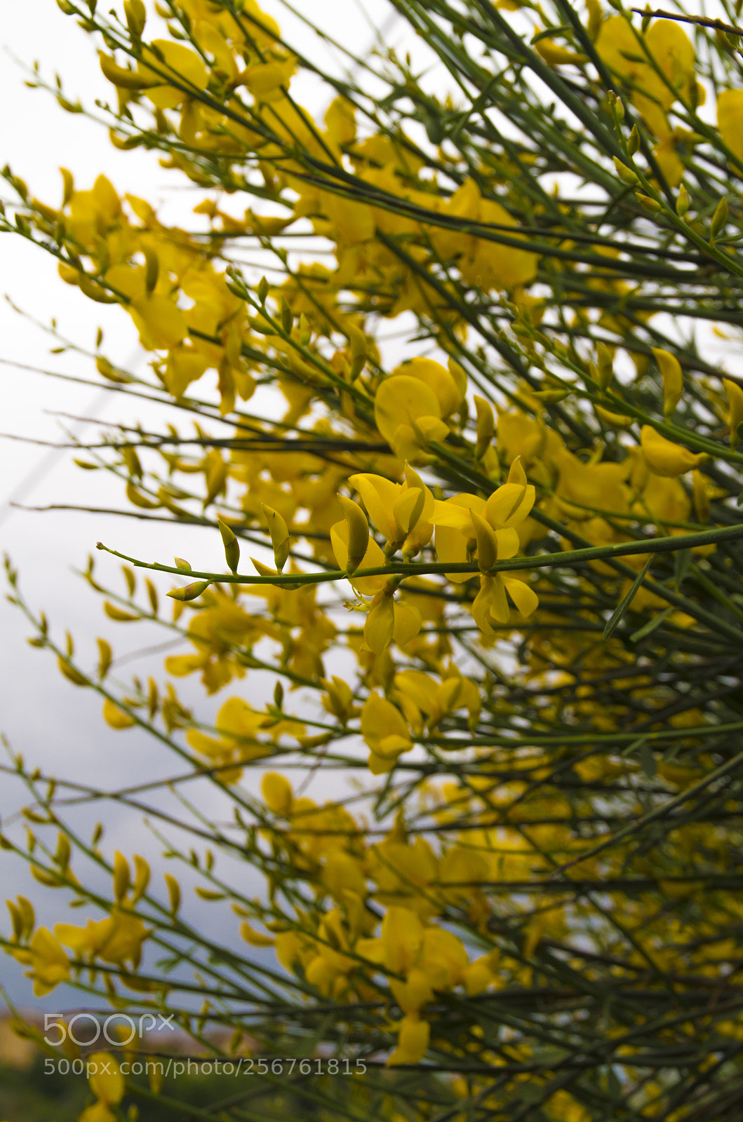Pentax K-30 sample photo. Ginestra in fiore photography