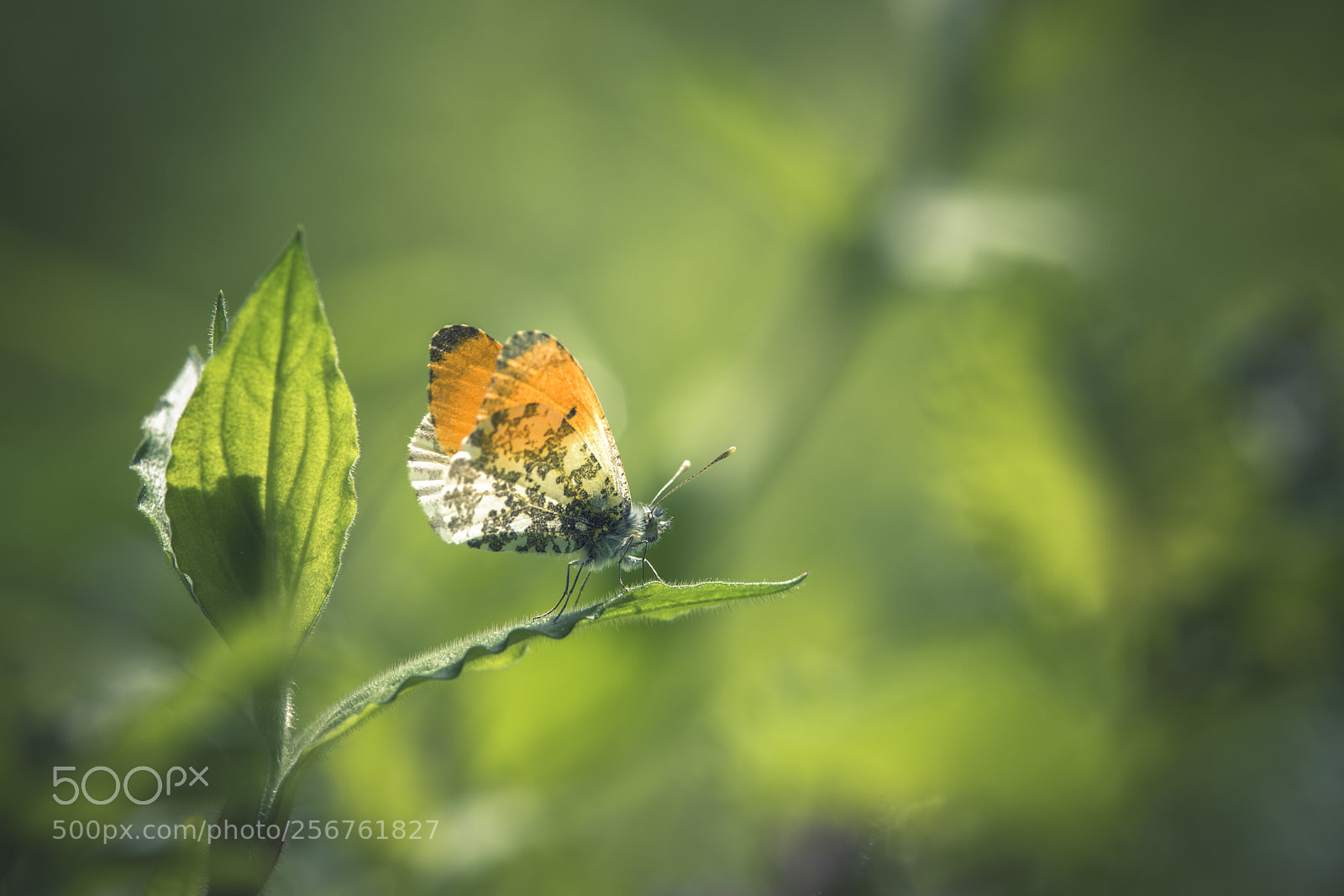 Nikon D7200 sample photo. Orange tip photography
