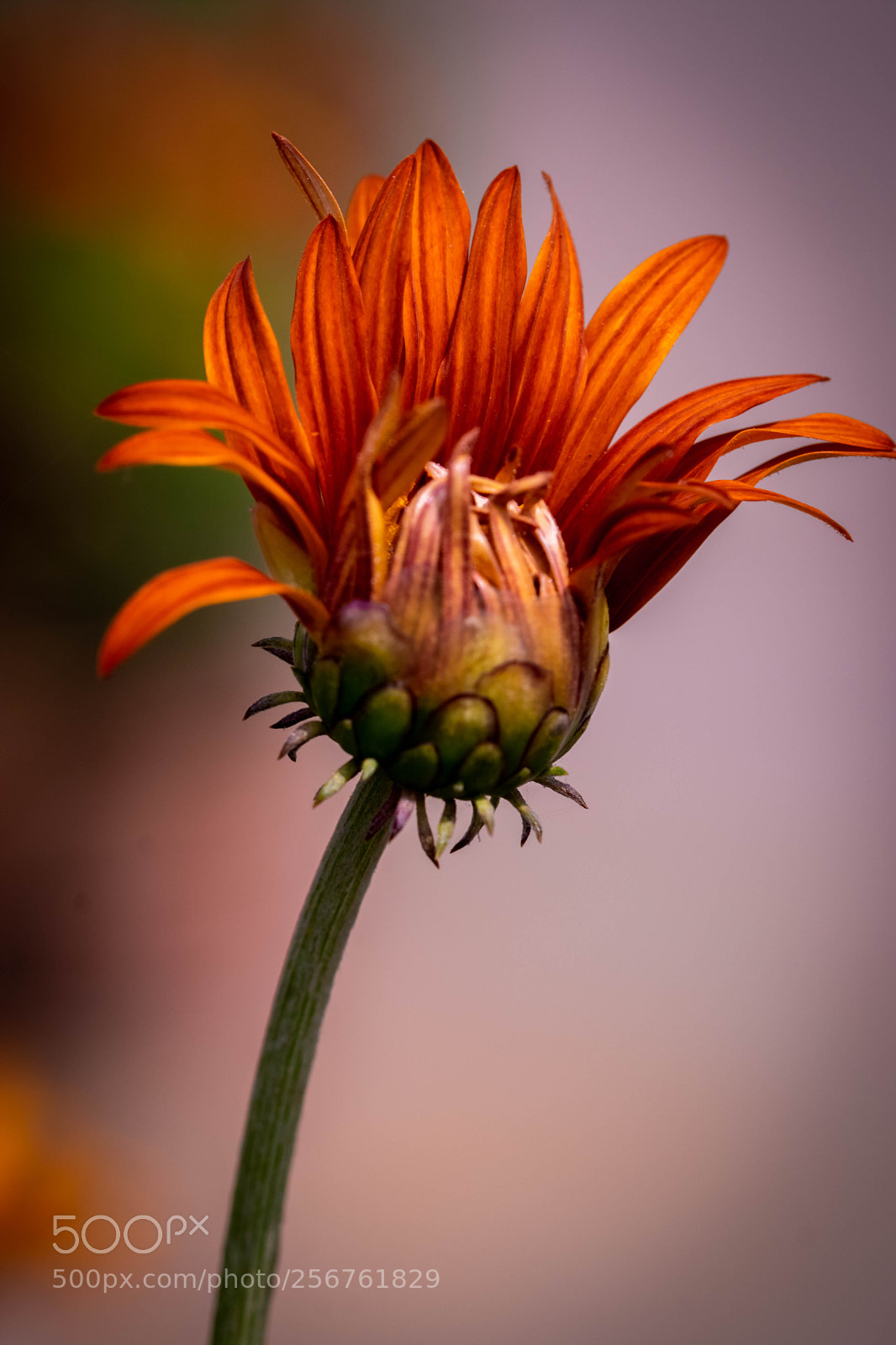 Nikon D3300 sample photo. 25-2.jpg photography