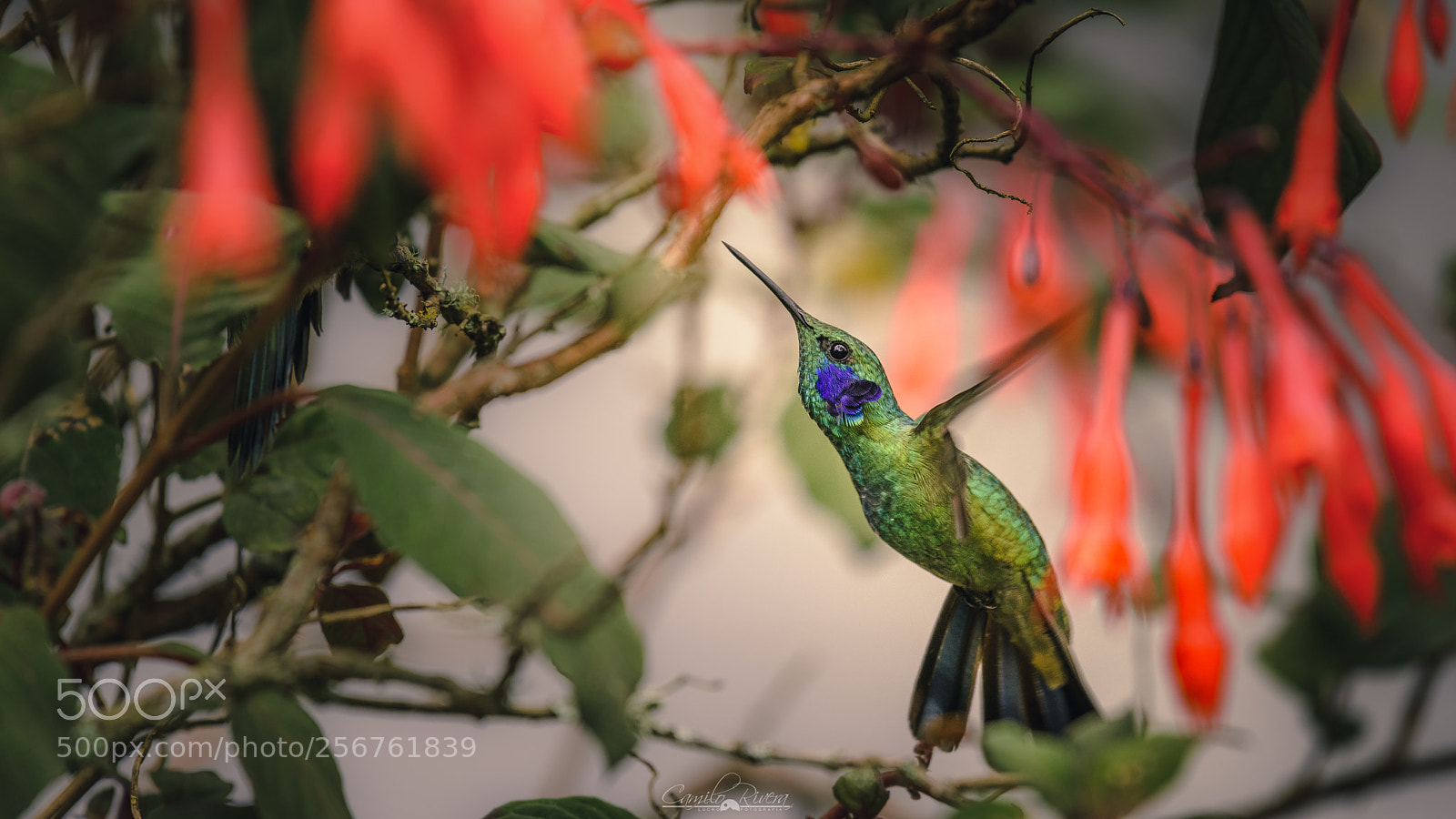 Nikon D810 sample photo. Hummingbird photography
