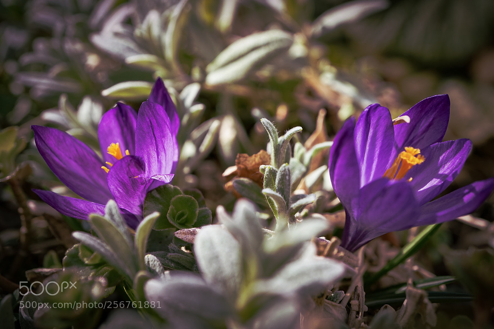 Sony a7 II sample photo. "in the garden" photography