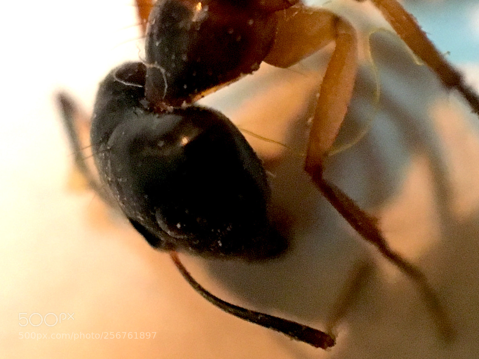 Apple iPhone 6s sample photo. Img photography
