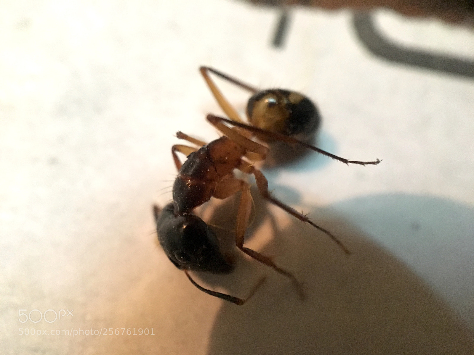 Apple iPhone 6s sample photo. Img photography