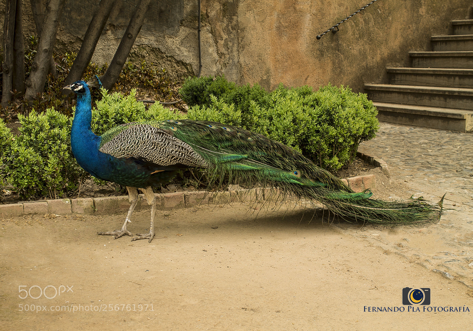 Canon EOS 1100D (EOS Rebel T3 / EOS Kiss X50) sample photo. Pavo de granada photography