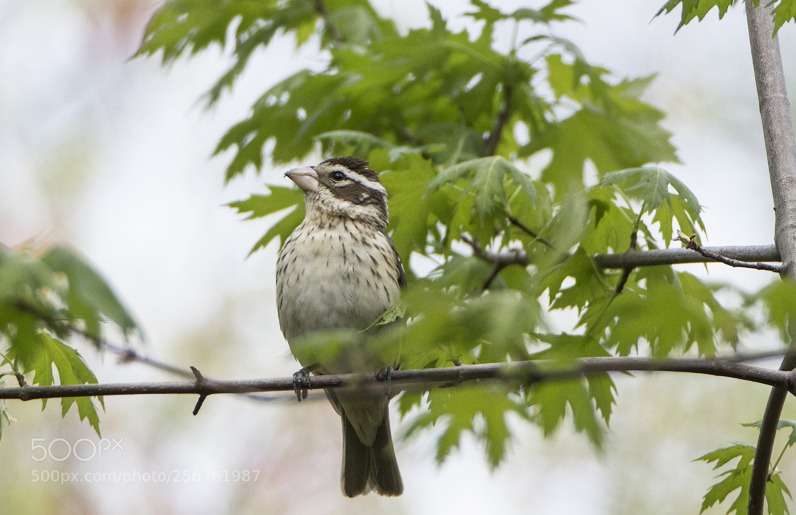 Canon EOS 80D sample photo. Rose breasted grosbeak female photography