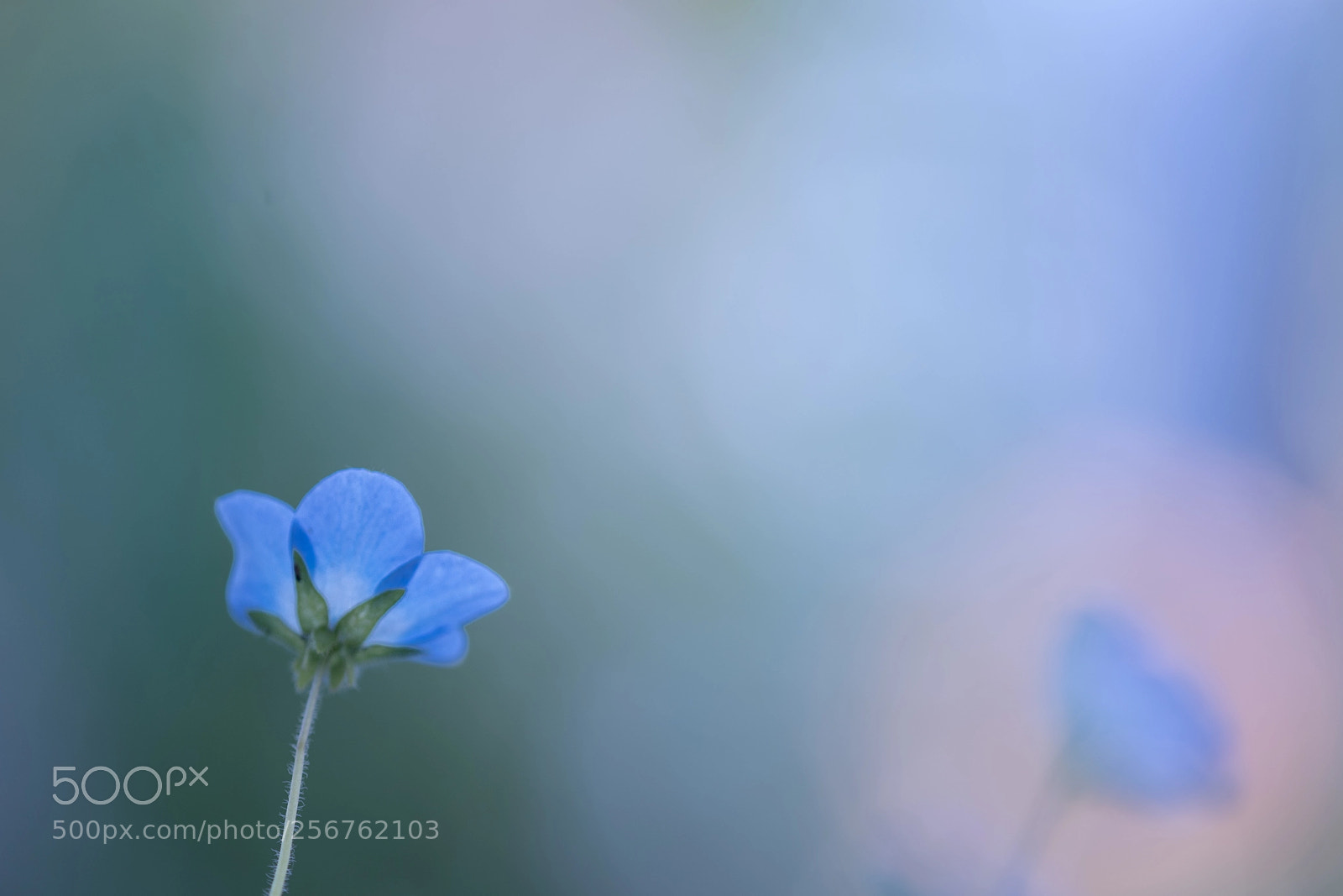 Sony a7 III sample photo. ＊＊＊ photography