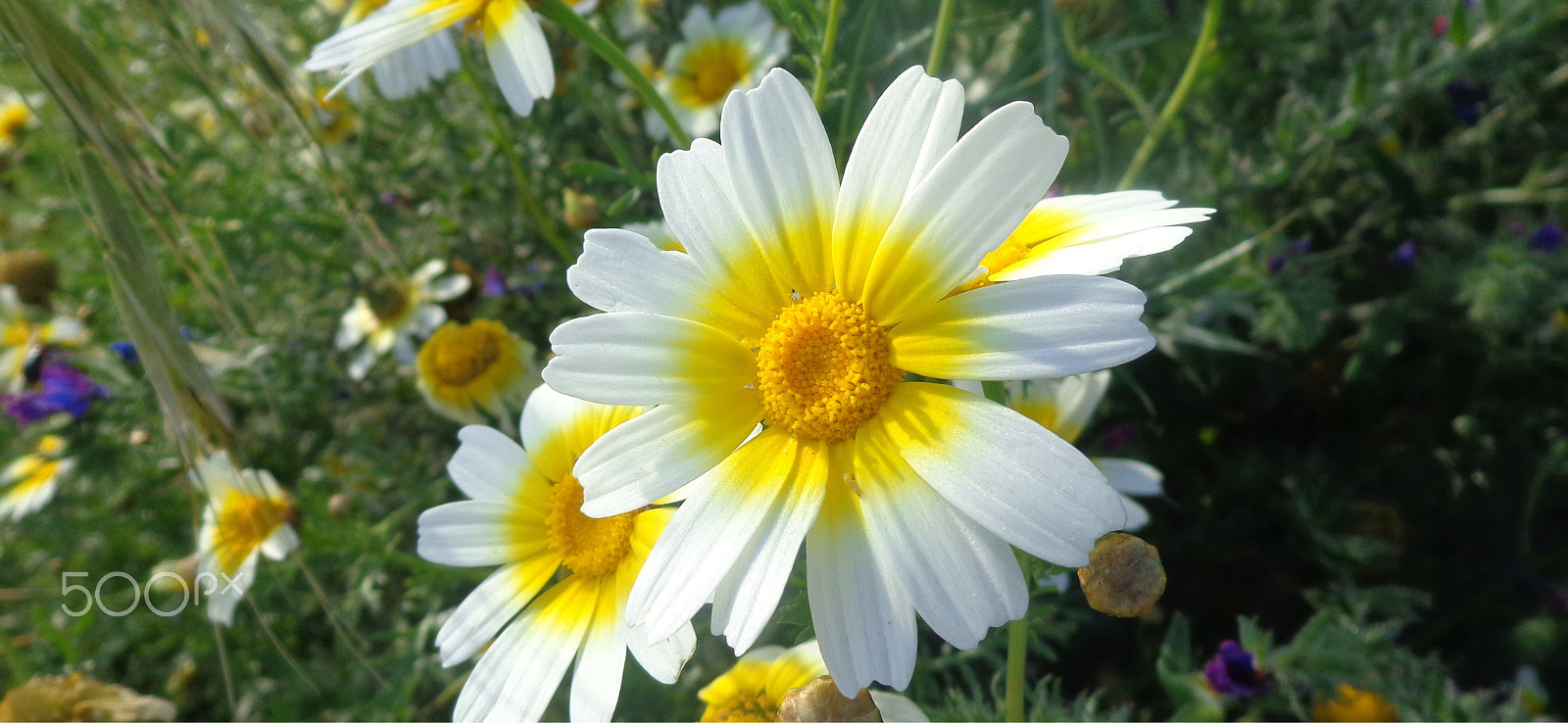 Sony Cyber-shot DSC-H90 sample photo. Flowers & insect photography