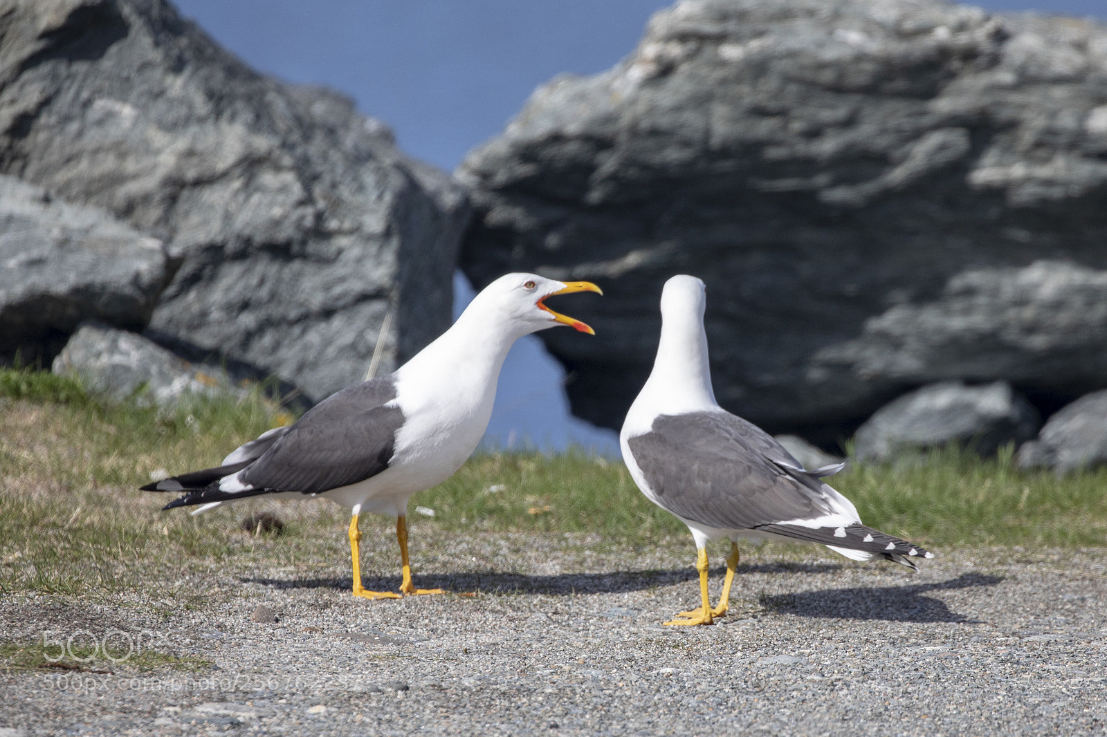 Canon EOS 5D Mark IV sample photo. Seagull in spring mood photography