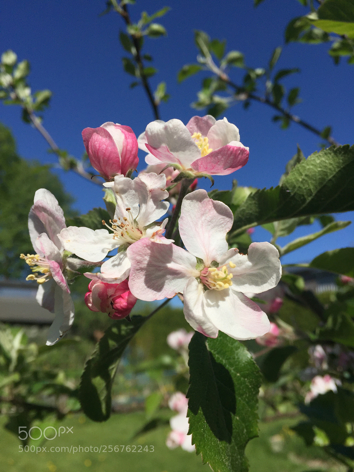 Apple iPhone 6 sample photo. Untitled photography