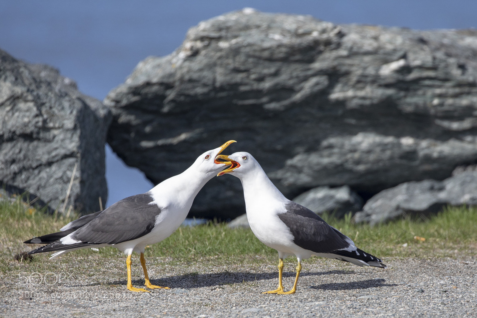 Canon EOS 5D Mark IV sample photo. Seagull in spring mood photography