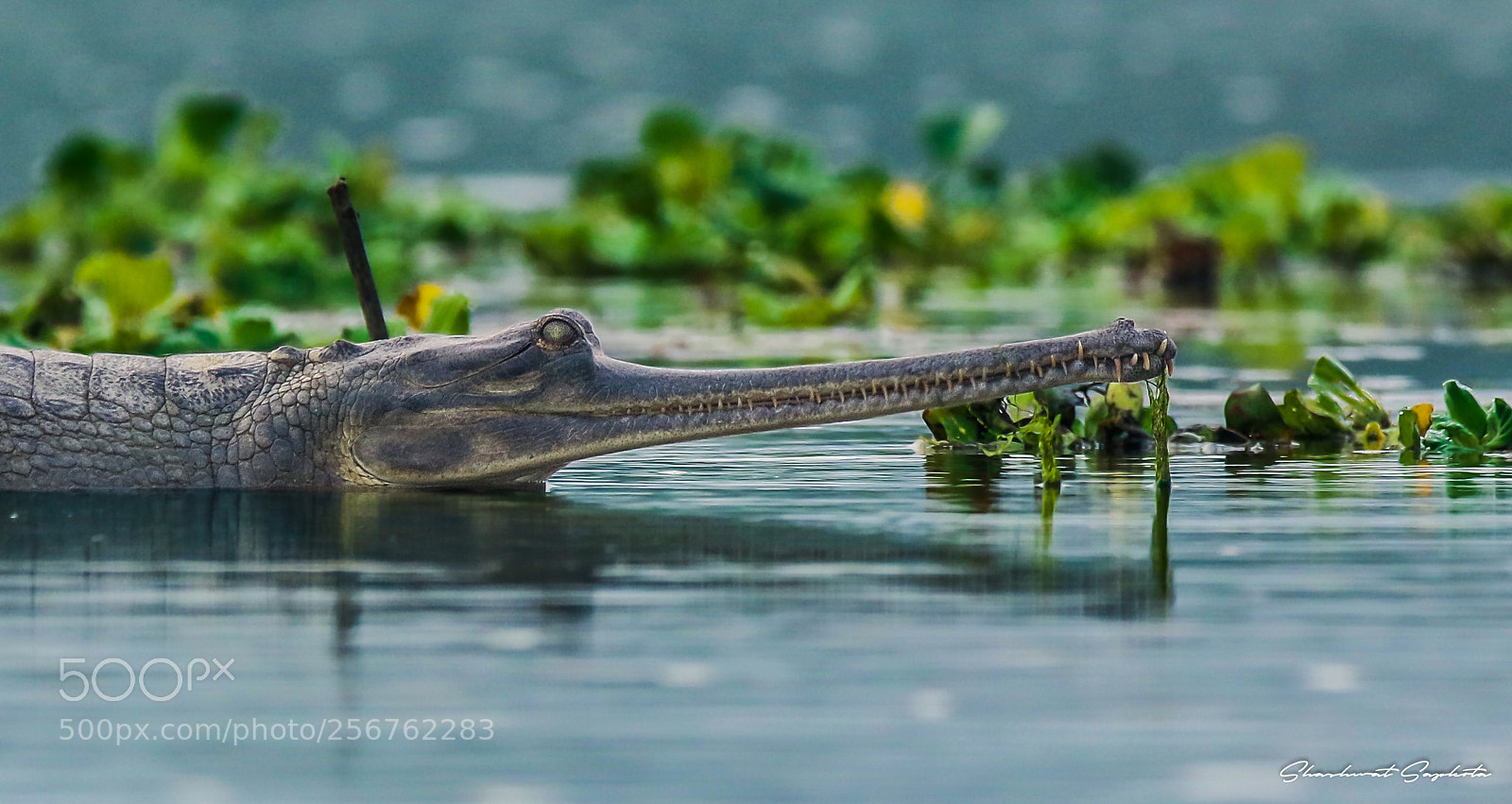 Canon EOS 7D Mark II sample photo. The rare gharial photography
