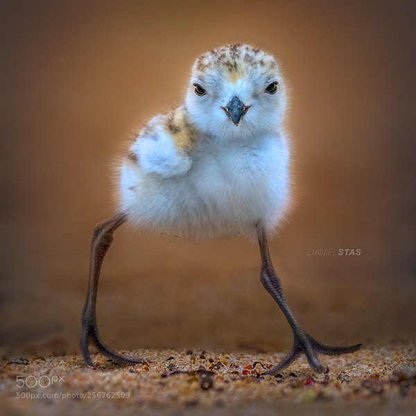 Canon EOS 5DS R sample photo. Cotton ball on legs photography