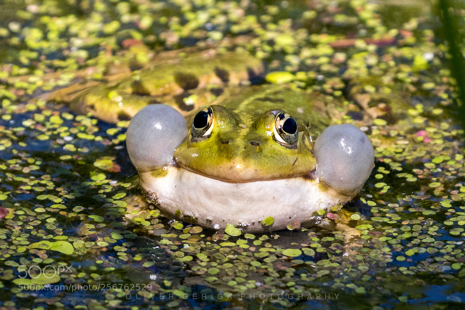 Canon EOS 80D sample photo. Frog / toad photography