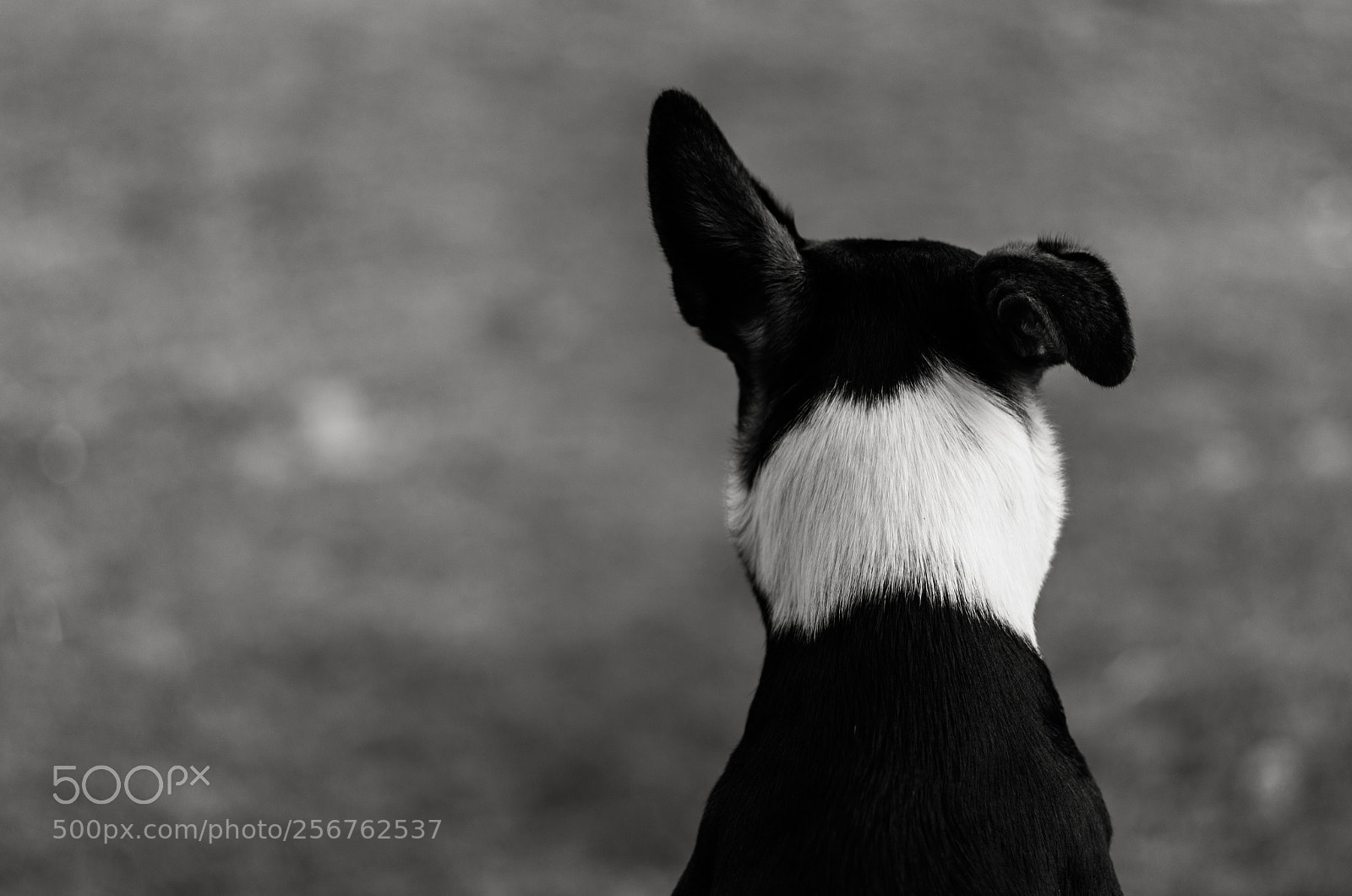 Pentax K-5 II sample photo. Chienne #1 photography