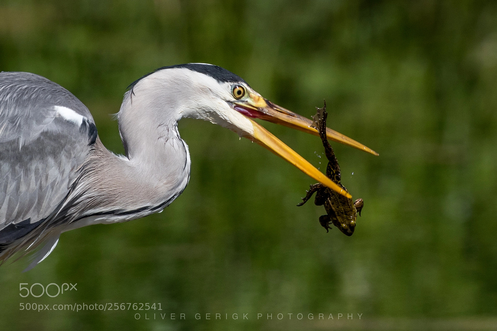 Canon EOS 80D sample photo. Heron catches toad photography