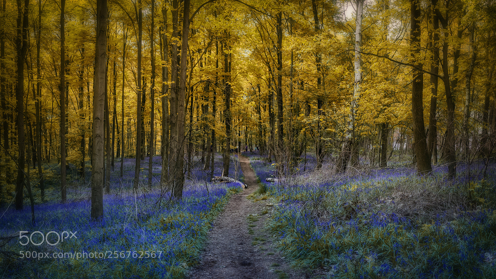 Canon EOS 700D (EOS Rebel T5i / EOS Kiss X7i) sample photo. Im wald der blauen photography