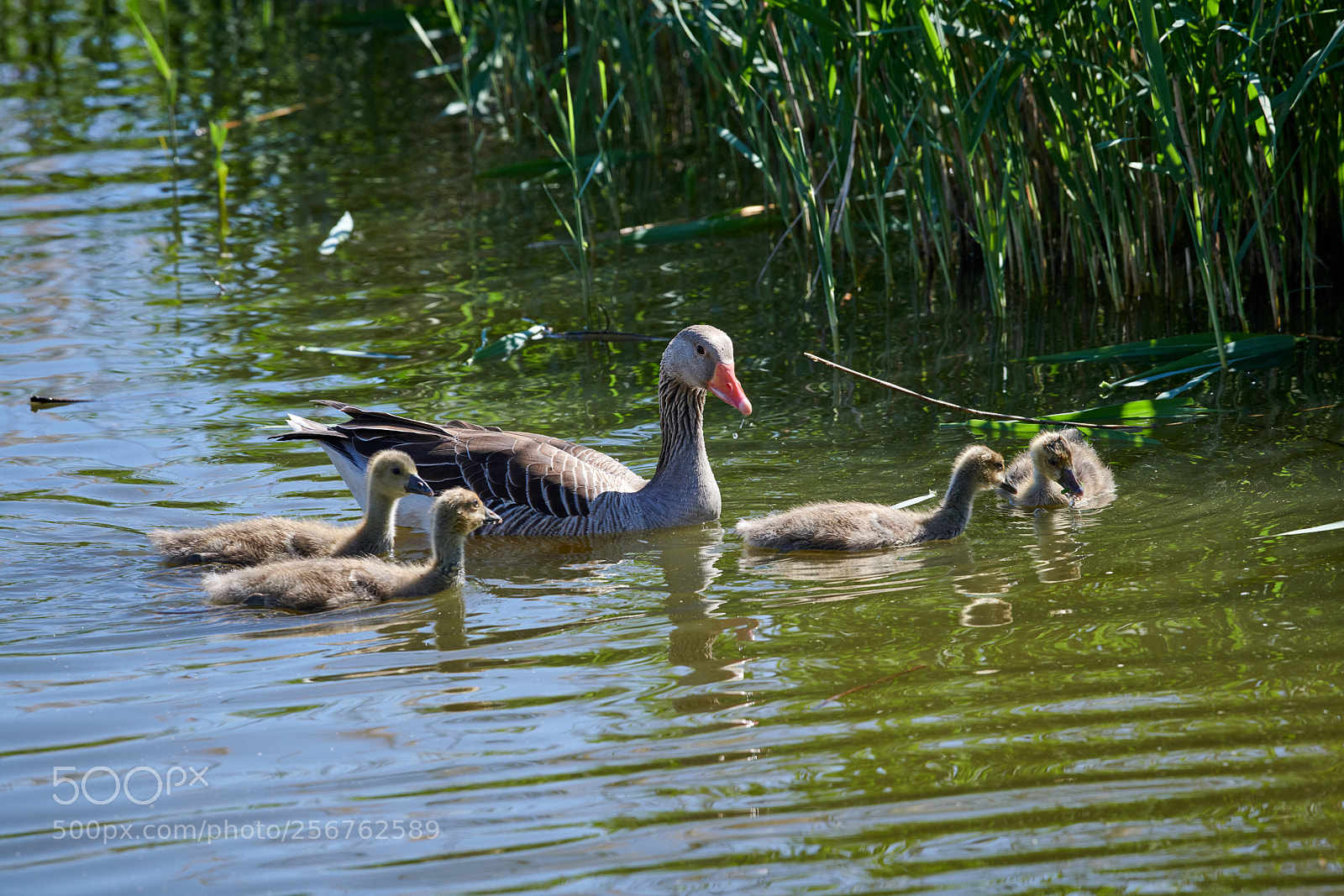 Nikon D850 sample photo. Goose photography
