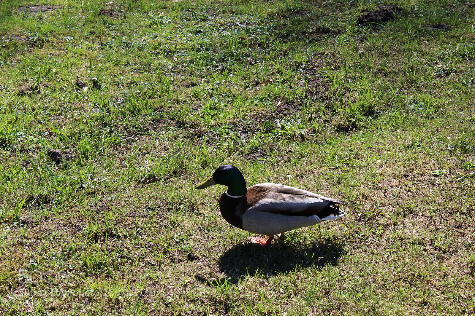 Canon EOS 1300D (EOS Rebel T6 / EOS Kiss X80) sample photo. Img photography