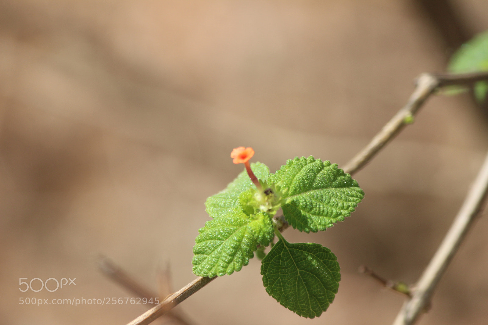 Canon EF-S 55-250mm F4-5.6 IS II sample photo. Img photography