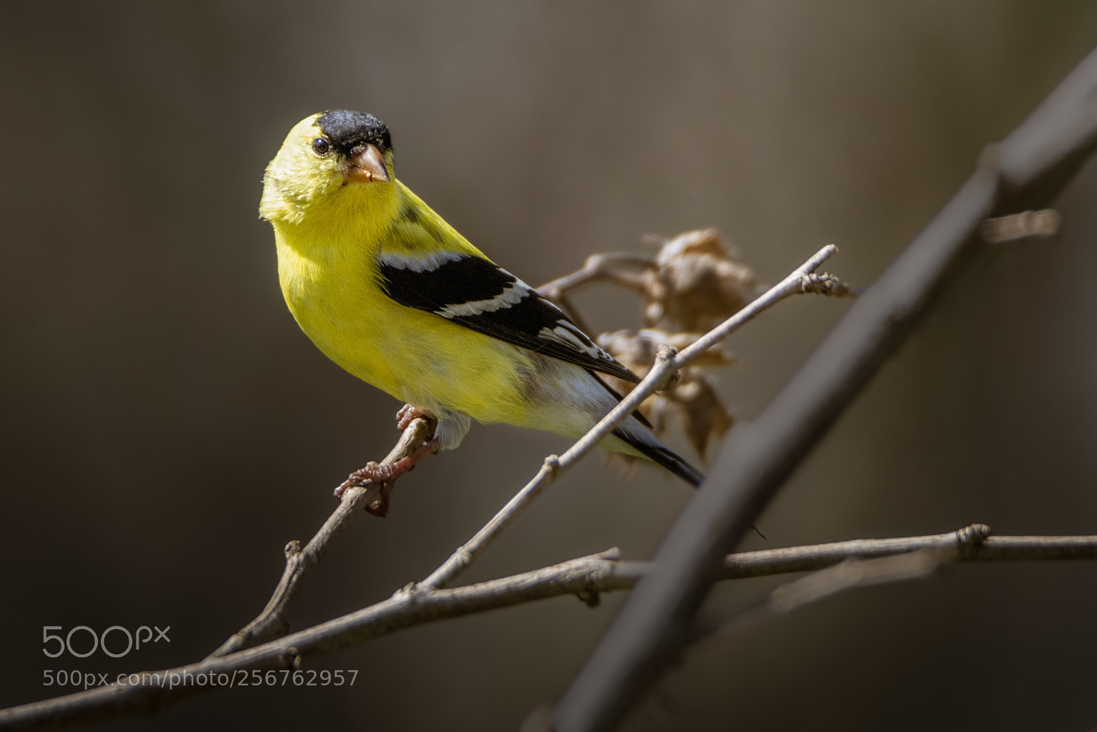 Nikon D7100 sample photo. American goldfinch #6 photography