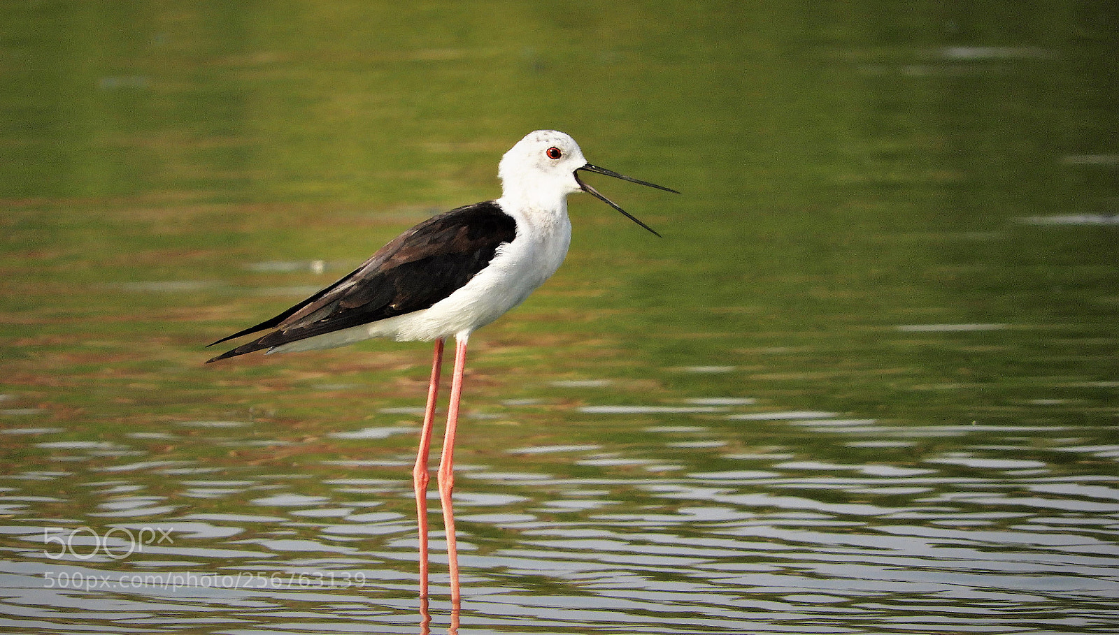 Nikon Coolpix B700 sample photo. Black winged stilt photography