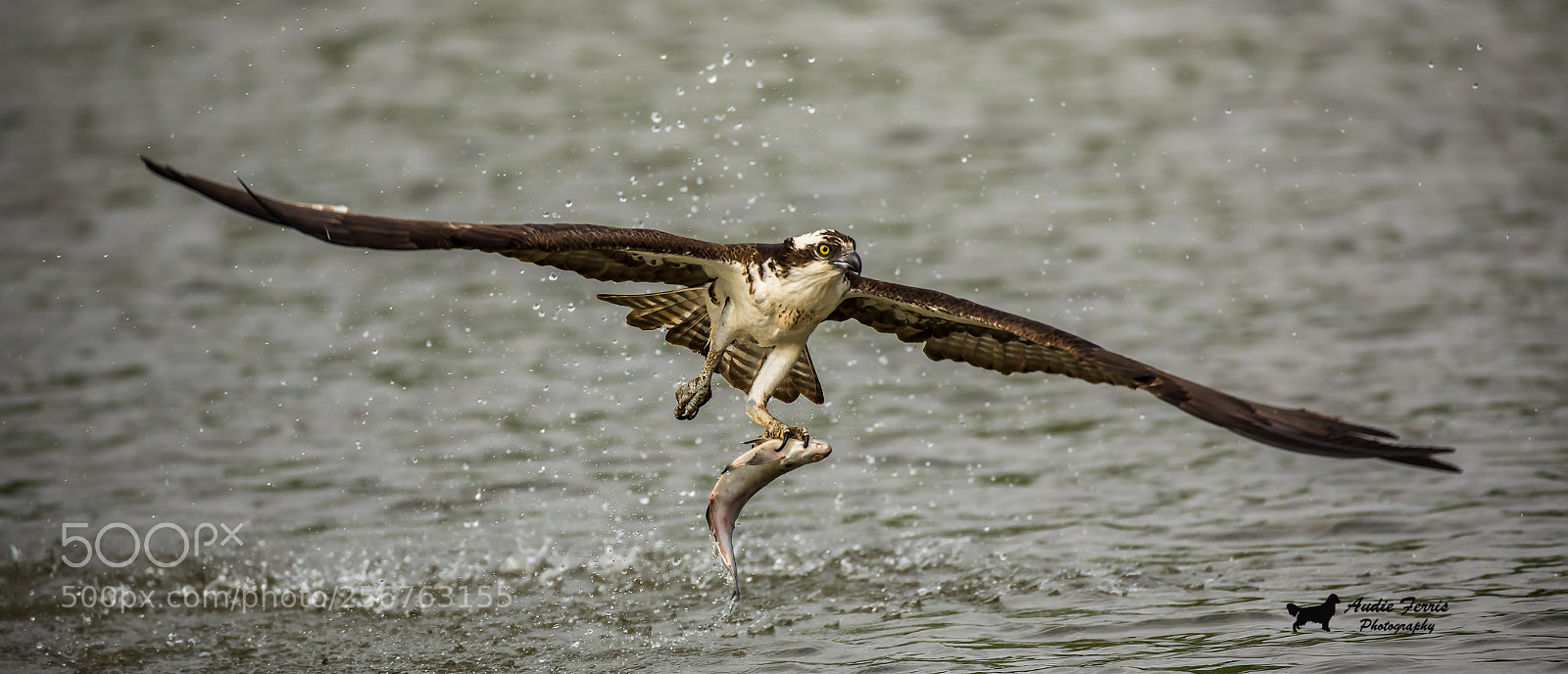 Canon EOS 5D Mark IV sample photo. Osprey fishing photography