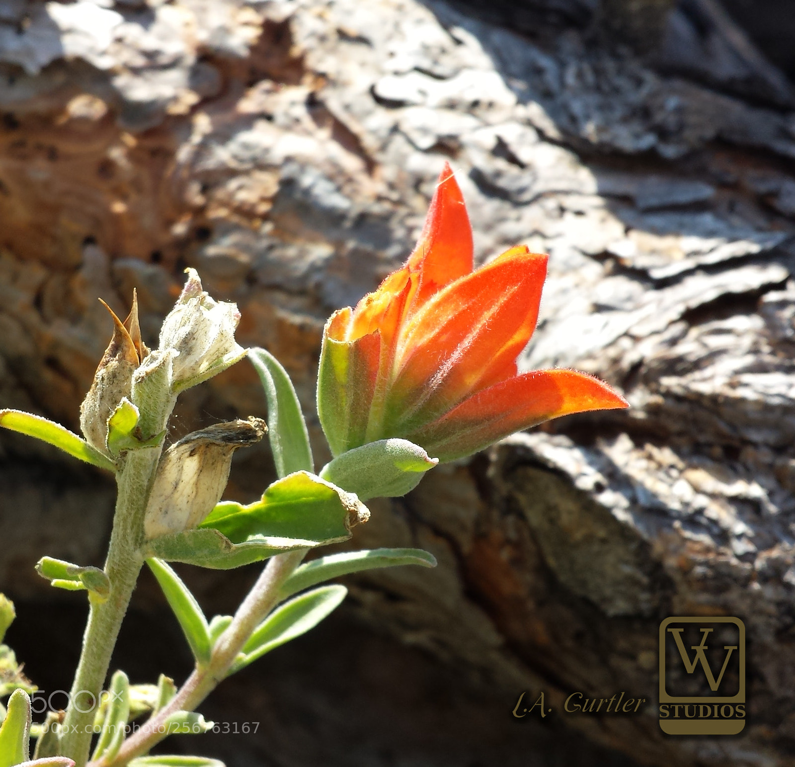 Samsung Galaxy S4 sample photo. Indian paintbrush photography