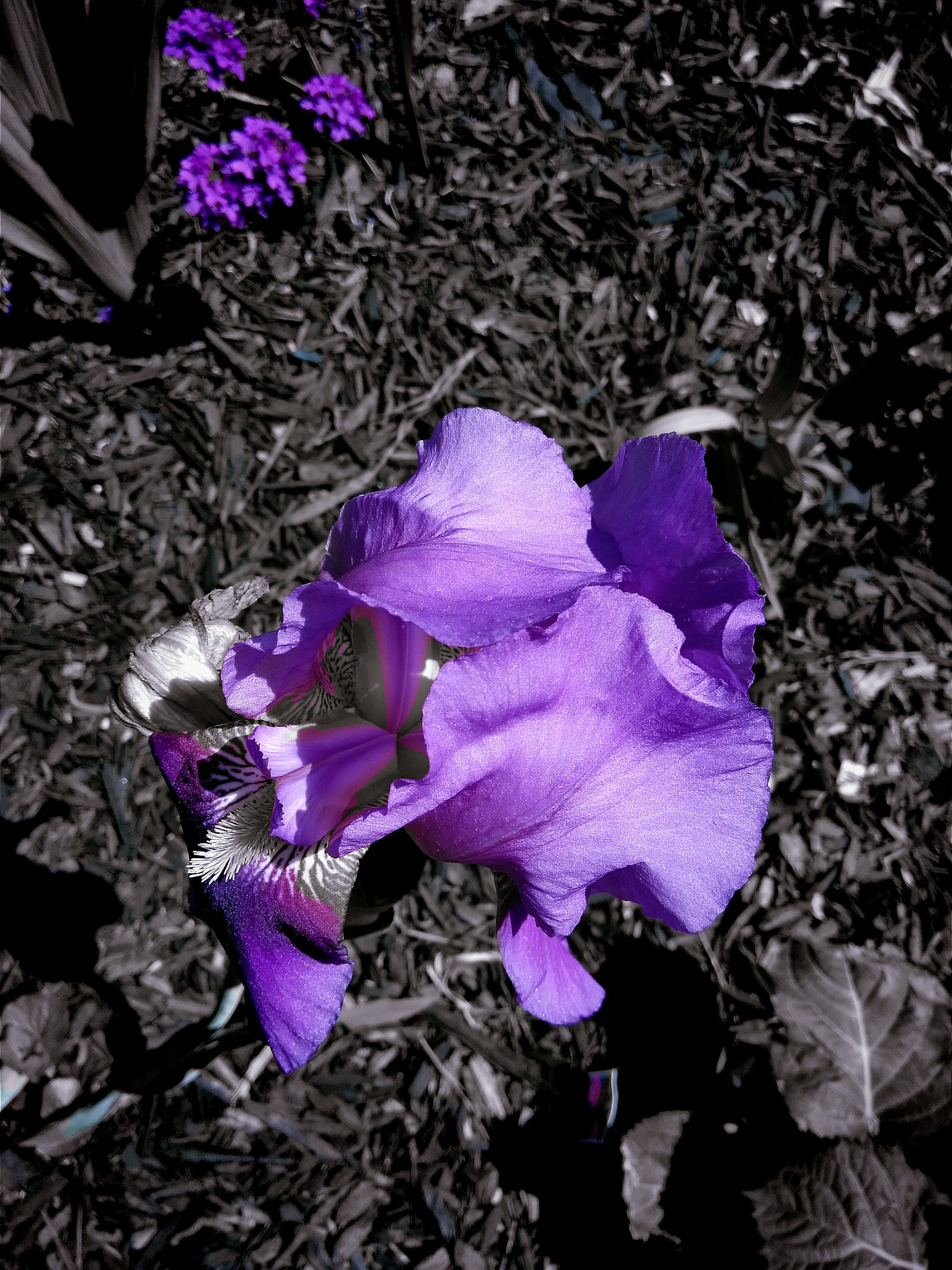 ZTE BLADE ZMAX sample photo. Purple! photography
