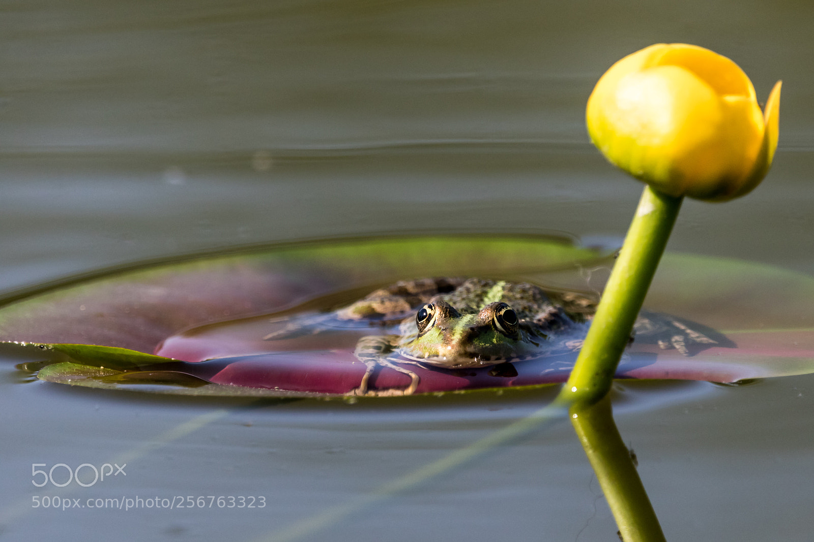Canon EOS 7D Mark II sample photo. Sun bath photography