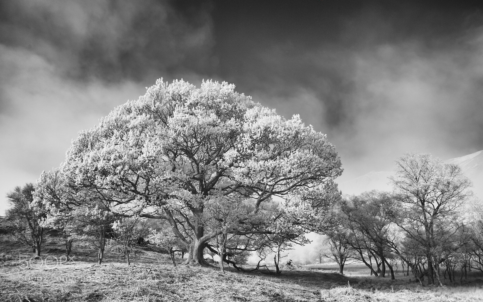 Canon EOS 5D Mark II sample photo. Treescape photography