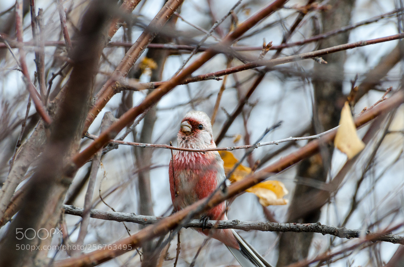 Nikon D7000 sample photo. Long-tailed rosefinch photography